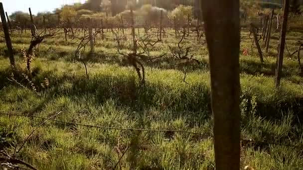 El sol de primavera calienta el viñedo — Vídeos de Stock