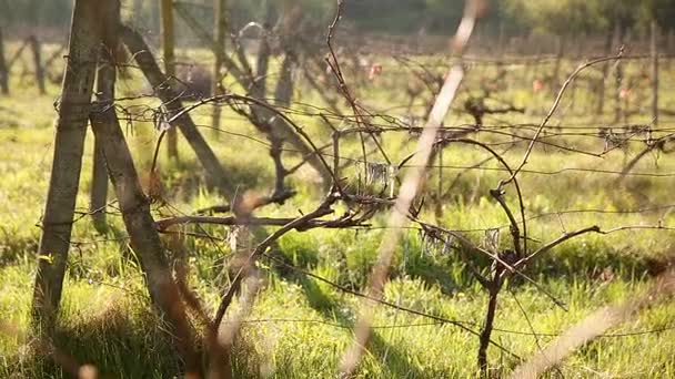 Grapevine baadt in de stralen van de zon voorjaar — Stockvideo