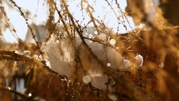 Agulhas amarelas cobertas de neve em um dia quente ensolarado. Reflexões do sol através de gotas de água em agulhas — Vídeo de Stock