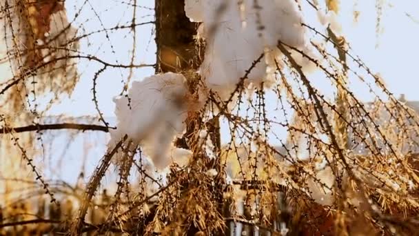 Жовті голки вкриті снігом в сонячний теплий день. Повільний рух - сніг обертає гілки і падає . — стокове відео