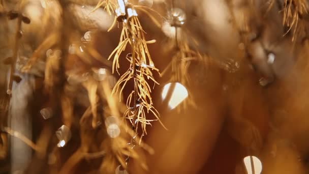 Europese gele lork bedekt met sneeuw op een zonnige warme dag. Reflecties van de zon, via waterdruppels op naalden. Shift focus — Stockvideo