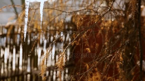 Grandes ciclos derretendo à luz do sol. Contra o pano de fundo do lariço europeu. Gotejamento com icicles — Vídeo de Stock