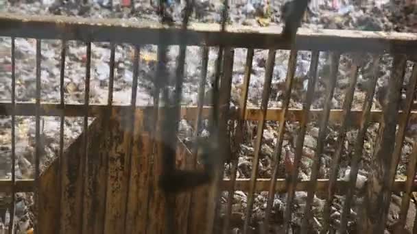 Tipo de detrás de la excavadora de ruedas empuja la basura a través de un vertedero — Vídeos de Stock