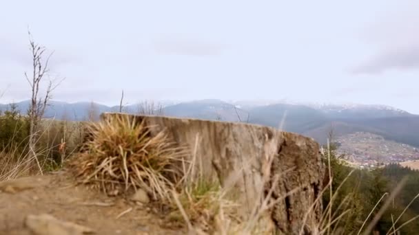 Stump and old, rotten tree lying on the ground in the mountains — Stock Video