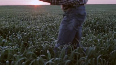 Çiftçi ya da Ziraat Mühendisi incelemek hububat bitki dizüstü bilgisayar kullanarak alanı