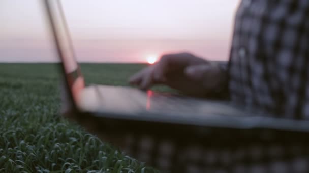Joven agricultor registra observaciones en una computadora portátil mientras está parado en un campo verde de trigo al amanecer — Vídeos de Stock