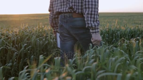 Young farmer walking on green field. Slow motion — Stock Video