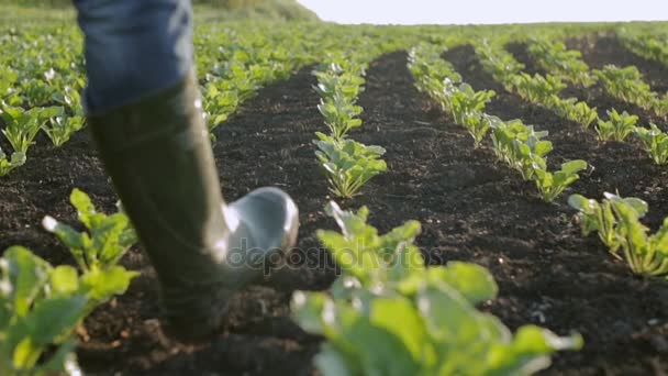 Ein Bauer in Gummistiefeln ist das frisch gesäte Feld — Stockvideo