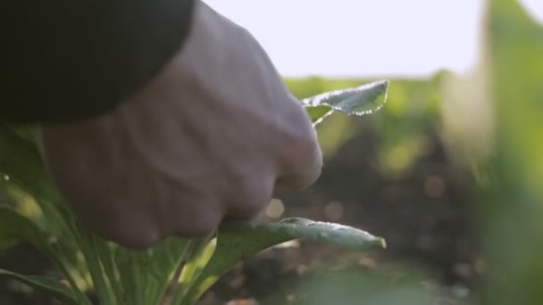Агроном проверяет рассады на рассвете — стоковое видео