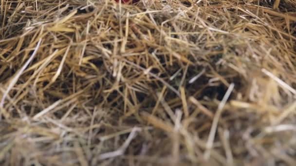 Wedding bouquet of roses lying on straw — Stock Video