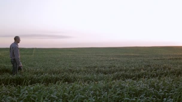 Bonde är på det gröna fältet vid soluppgången med notebook — Stockvideo