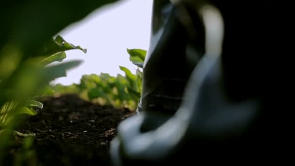 Boer in rubberen laarzen bij zonsopgang. Close-up. Slow motion — Stockvideo