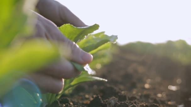 La humedad agrónoma comprueba al amanecer. De cerca. Movimiento lento — Vídeo de stock