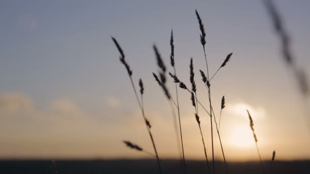 Lehenky teplé letní večerní vánek otřesena uši pšenice při západu slunce — Stock video