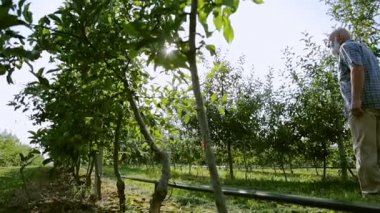Başarılı bir yaşlı çiftçi gri sakallı bir elma bahçesi içinde gezinme
