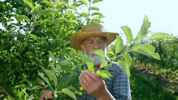 Il giardiniere si prende cura dell'albero. Un uomo con la barba controlla la presenza di parassiti su un foglio di legno — Video Stock