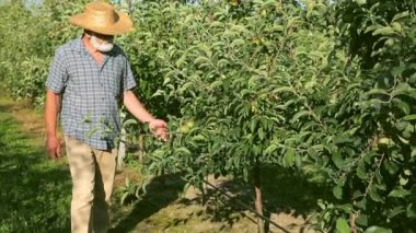 üst düzey bir çiftçi onun orchard elma kontrol portresi