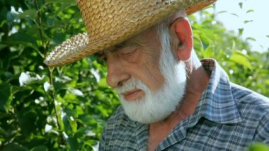 Eski köylü tarafından tree durdu ve ona baktı. Çiftçi yeşil yaprakları bir arka plan üzerinde şapkalı sakallı