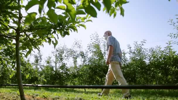 Starý farmář s šedou bradkou zkoumá úrody jablek. Mezi řádky jabloní — Stock video