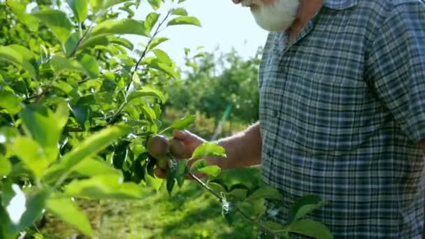 Um velho agricultor com uma barba no chapéu verifica o crescimento de maçãs em seu pomar. Um belo e bem sucedido jardineiro examina a produção de maçãs . — Vídeo de Stock