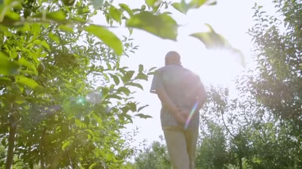 Старый садовник идет в сад с руками, сложенными за спиной на закате — стоковое видео