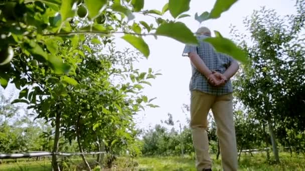 成功和有经验的园丁手表辛勤工作的结果。老园丁去花园的苹果树抱着双臂在他的背后. — 图库视频影像