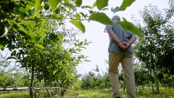 Un jardinero exitoso y experimentado observa el resultado del trabajo duro. Un viejo jardinero va al jardín de manzanos sosteniendo sus brazos detrás de su espalda . — Vídeos de Stock