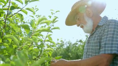 Büyükbaba onun bahçede elma ürün bakar. Eski bahçıvan dan zarif sakal