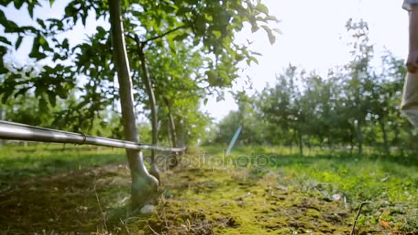 Un agriculteur qui marche avec succès dans le jardin et analyse la culture — Video