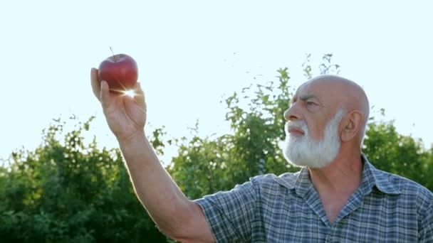 Senior man plukken appels in zijn boomgaard. Hij onderzoekt de productie van apple. De zonnestralen krijgen door middel van de hand — Stockvideo