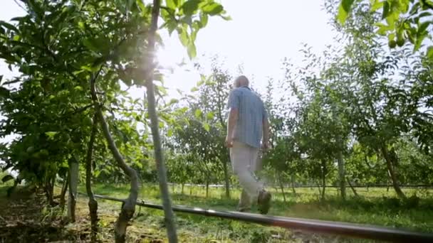 El viejo agricultor comprueba el cultivo de una nueva y joven variedad de manzana — Vídeos de Stock