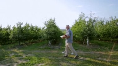 yaşlı bir adam, bir elma hasat