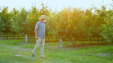 Yaşlı bir çiftçi onun orchard elma denetler. Günbatımında Bahçe yürümek