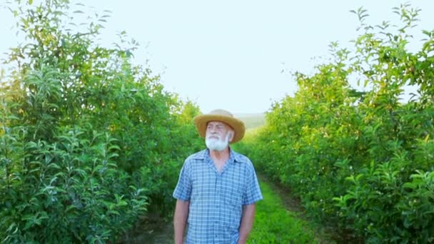 Un viejo jardinero observando árboles en su huerto — Vídeo de stock