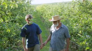 İlginç bir torunu olan elma ağaçlarının satır öğretim deneyimli büyükbaba