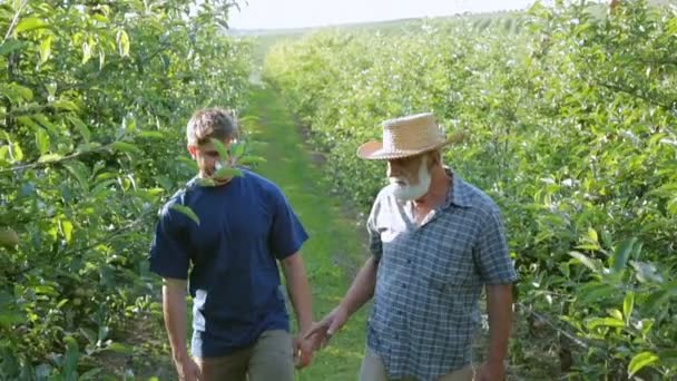 Досвідчений дідусь, навчаючи цікавого онука, ряди яблунь — стокове відео