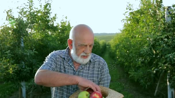 Zemědělec vyhodnocuje červené jablko ve své zahradě — Stock video
