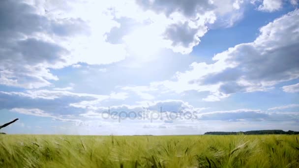 Auf dem Weizenfeld läuft ein kleiner Junge und stellt sich vor, zu fliegen — Stockvideo