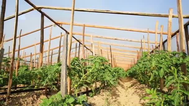 Tomatenplantagen in einem Gewächshaus. — Stockvideo