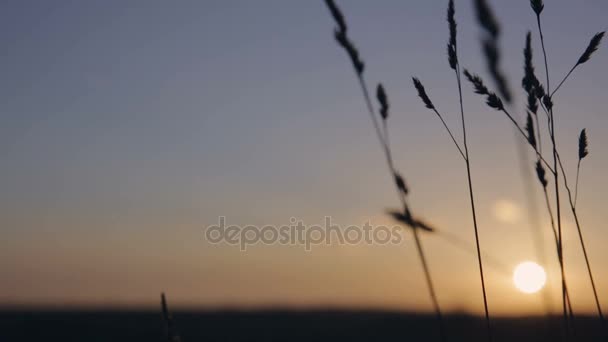 Silhouette herbe matin d'été sur le fond du coucher du soleil — Video