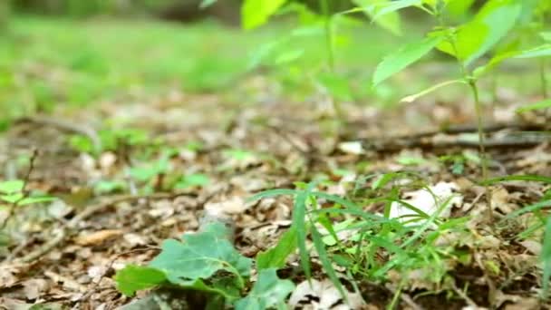 L'escargot mange le champignon et dissout les cornes — Video