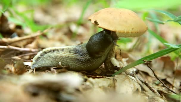 Caracol come lentamente o cogumelo marrom — Vídeo de Stock