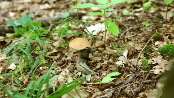 Un grand escargot mange un champignon dans les bois 