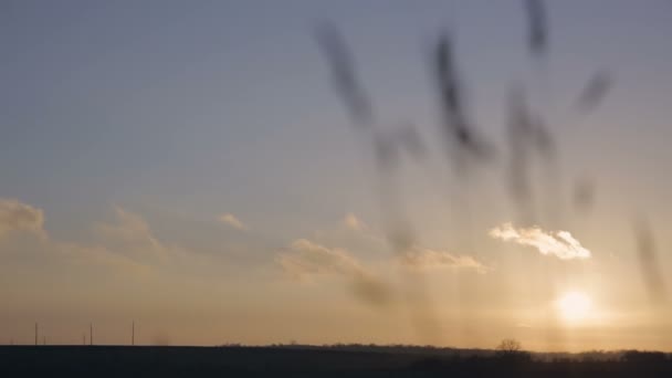 Oren van tarwe op een achtergrond-zonsondergang — Stockvideo