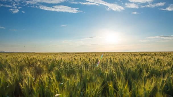 Pšeničné pole při západu slunce