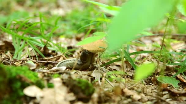 Grande caracol e cogumelo de boné na floresta — Vídeo de Stock