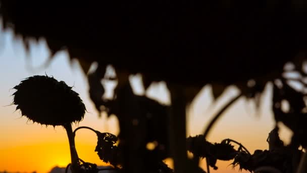 Cielo colorato sul campo di girasole in autunno sera calda. Paesaggio naturale incredibile. Fantastico paesaggio rurale — Video Stock