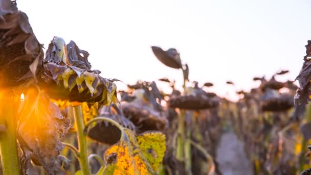 Sonnenblumenfelder bei Sonnenuntergang am sommerlichen warmen Abend. getrocknete Sonnenblumen — Stockvideo