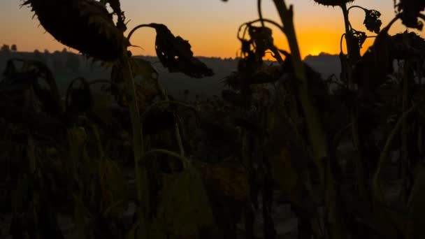 Slunečnicová pole v siluetu na pozadí západ slunce — Stock video