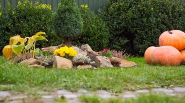 Kabaklar bahçede yeşil çimenlerin üzerinde sonbaharda. Cadılar Bayramı ve kavram vererek teşekkür